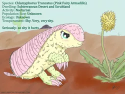 Size: 1280x960 | Tagged: armadillo, artist:halflingpony, cactus, dandelion, derpibooru import, desert, flower, fluttershy, my little x, newbie artist training grounds, pink fairy armadillo, safe, solo, species swap