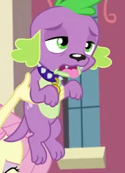 Size: 261x360 | Tagged: safe, derpibooru import, screencap, fluttershy, spike, spike the regular dog, dog, equestria girls, friendship games, offscreen character, paws, puppy, tongue out