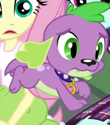 Size: 505x571 | Tagged: safe, derpibooru import, screencap, fluttershy, spike, spike the regular dog, sunny flare, dog, equestria girls, friendship games, cropped, paws, puppy