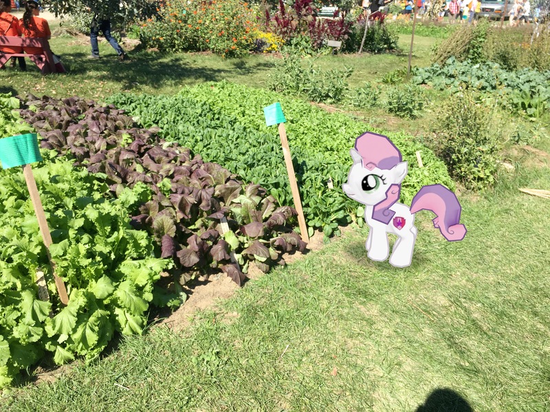 Size: 4032x3024 | Tagged: augmented reality, derpibooru import, food, gameloft, irl, lettuce, photo, ponies in real life, safe, smiling, solo, sweetie belle