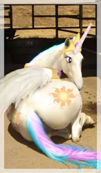 Size: 597x1024 | Tagged: artist needed, safe, derpibooru import, princess celestia, alicorn, horse, pony, /mlp/, 4chan, both cutie marks, cutie mark, female, hoers, i can tell by the pixels, irl, irl horse, large butt, looking back, majestic as fuck, mare, photo, photoshop, plot, princess celestia is a horse, prone, realistic, realistic anatomy, recolored hoers, solo, wat