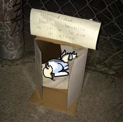 Size: 676x668 | Tagged: artist:nootaz, cardboard box, derpibooru import, homeless, meme, oc, oc:nootaz, ponified animal photo, safe, sign, solo, unofficial characters only