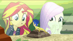Size: 403x228 | Tagged: safe, derpibooru import, edit, edited screencap, screencap, flash sentry, fluttershy, ray, sunset shimmer, human, leopard gecko, eqg summertime shorts, equestria girls, pet project, animated, clothes, female, flashimmer, gif, heart, humanized, i can't believe it's not superedit, jacket, male, parody, rock, shimmering the gecko, shipping, straight, wat