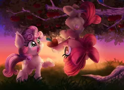 Size: 2000x1450 | Tagged: safe, artist:discorded, derpibooru import, apple bloom, sweetie belle, earth pony, pony, unicorn, adorabloom, apple, blushing, cheek fluff, chest fluff, cute, diasweetes, ear fluff, eyes on the prize, female, filly, fluffy, food, fruit, grass, grass field, hanging, happy, hoof hold, leg fluff, looking at something, open mouth, plot, prehensile tail, raised hoof, scenery, shoulder fluff, smiling, sunset, sweet apple acres, the cmc's cutie marks, tree, underhoof, upside down