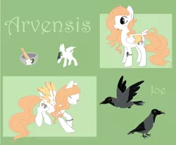 Size: 1900x1574 | Tagged: safe, artist:hirundoarvensis, derpibooru import, oc, oc:arvensis, oc:joe the crow, unofficial characters only, bird, crow, hooded crow, pegasus, pony, bracelet, colored wings, colored wingtips, female, jewelry, mare, mortar and pestle, pet, pet oc, reference sheet, solo, yin-yang