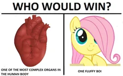 Size: 1024x638 | Tagged: boi, cute, cuteness overload, derpibooru import, edit, exploitable meme, fluttershy, heart, meme, one fluffy boi, safe, shyabetes, text, weapons-grade cute, who would win