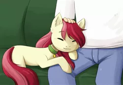 Size: 2560x1786 | Tagged: safe, artist:haru_s, derpibooru import, roseluck, earth pony, human, pony, behaving like a cat, couch, cute, eyes closed, female, mare, missing cutie mark, pet collar, pet tag, petting, pony pet, rosepet, sleeping