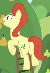 Size: 188x275 | Tagged: safe, derpibooru import, screencap, sweet strike, earth pony, pony, the perfect pear, background pony, cropped, food, pear, pear family member, pear tree, plot, solo, underhoof