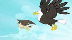 Size: 1284x721 | Tagged: bald eagle, bird, bird of prey, derpibooru import, eagle, falcon, flying, majestic, may the best pet win, peregrine falcon, safe, screencap, sky