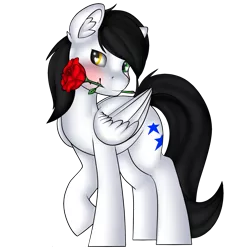 Size: 1771x1771 | Tagged: safe, artist:xcinnamon-twistx, derpibooru import, oc, oc:first choice, unofficial characters only, pegasus, pony, flower, fullbody, heterochromia, holiday, male, rose, simple background, smiling, solo, transparent background, valentine, valentine's day