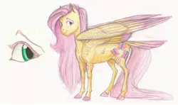 Size: 2992x1772 | Tagged: safe, artist:earthsong9405, deleted from derpibooru, derpibooru import, fluttershy, pegasus, pony, bite mark, claw marks, colored hooves, colored wings, colored wingtips, female, headcanon, long description, mare, realistic anatomy, realistic horse legs, scar, shoulder feathers, simple background, solo, tail feathers, traditional art, white background