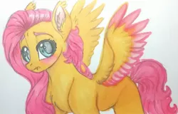 Size: 2420x1553 | Tagged: safe, artist:evergreen-gemdust, derpibooru import, fluttershy, pony, blushing, colored wings, cute, cute little fangs, ear fluff, fangs, looking at you, multicolored wings, solo, spread wings, traditional art, wings