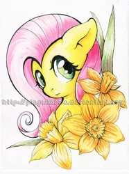 Size: 923x1241 | Tagged: safe, artist:pingwinowa, derpibooru import, fluttershy, pegasus, pony, bust, daffodil, flower, looking at you, looking sideways, portrait, solo, traditional art