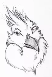 Size: 342x500 | Tagged: safe, artist:talakestreal, derpibooru import, oc, oc:der, unofficial characters only, gryphon, bust, male, portrait, simple background, sketch, solo, traditional art