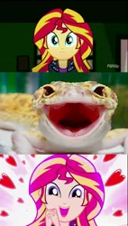 Size: 782x1380 | Tagged: safe, derpibooru import, edit, screencap, ray, sunset shimmer, leopard gecko, lizard, eqg summertime shorts, equestria girls, pet project, animal, cute, discovery family logo, eyes on the prize, heart, irl, looking at you, open mouth, photo, realistic, shimmerbetes, shimmering the gecko, volumetric mouth
