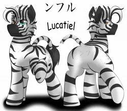 Size: 1280x1115 | Tagged: artist:flash_draw, derpibooru import, featureless crotch, heterochromia, male, oc, oc:lucatiel, plot, reference sheet, safe, simple background, solo, white background, zebra, zebra oc