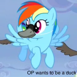 Size: 606x606 | Tagged: safe, deleted from derpibooru, derpibooru import, edit, edited screencap, screencap, rainbow dash, duck, goose, pegasus, pony, derpibooru, tanks for the memories, animal, beak, extra wings, female, flying, mare, meta, op wants to be a duck, rainbow dash is a duck, rainbow duck, reaction image, spoilered image joke