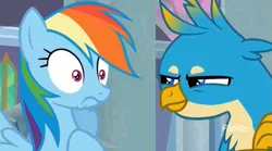 Size: 1659x923 | Tagged: safe, derpibooru import, screencap, gallus, rainbow dash, gryphon, school daze, duo, egghead, female, male, narrowed eyes, out of context