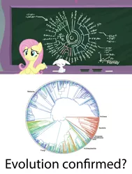 Size: 1920x2534 | Tagged: safe, derpibooru import, screencap, angel bunny, fluttershy, pegasus, pony, rabbit, school daze, chalkboard, evolution, phylogenetic tree, school, tree of life