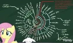 Size: 1065x635 | Tagged: angel bunny, chalkboard, cropped, derpibooru import, edit, edited screencap, fluttershy, overanalyzing, phylogenetic tree, safe, school daze, science, screencap, text, theory, written equestrian