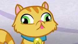 Size: 1920x1080 | Tagged: safe, derpibooru import, screencap, derp cat, cat, grannies gone wild, :p, bell, collar, derp, lil bub, silly, tongue out, wall eyed