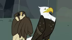 Size: 1280x720 | Tagged: animal, bald eagle, bird, bird of prey, derpibooru import, duo, eagle, falcon, may the best pet win, peregrine falcon, safe, scared, screencap