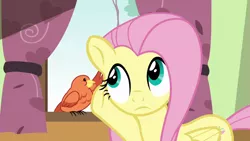 Size: 1280x720 | Tagged: safe, derpibooru import, screencap, constance, fluttershy, bird, pegasus, pony, flutter brutter, duo, female, listening, mare, songbird, talking