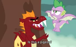 Size: 1382x868 | Tagged: artist:dm29, brave of the sun fighbird, derpibooru import, dragon, duo, garble, is this a pigeon, male, meme, molt down, safe, spike, spike is not amused, teenaged dragon, unamused, winged spike, wings