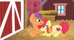 Size: 1202x656 | Tagged: safe, artist:starfalldawn, derpibooru import, apple bloom, tender taps, earth pony, pony, adorabloom, barn, blushing, cute, duo, female, heart necklace, jewelry, male, mare, necklace, older, older apple bloom, older tender taps, pregnant, prone, shipping, stallion, straight, tendaww taps, tenderbloom