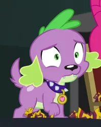 Size: 326x411 | Tagged: safe, derpibooru import, screencap, spike, spike the regular dog, dog, equestria girls, movie magic, spoiler:eqg specials, cropped, male, paws