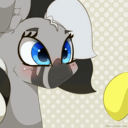 Size: 1111x1111 | Tagged: safe, artist:n0nnny, derpibooru import, oc, oc:mixi creamstar, oc:zephyr, unofficial characters only, pony, zebra, :t, animated, blushing, boop, cheek fluff, cute, ear fluff, eye shimmer, frame by frame, gif, gradient background, hnnng, hooves, male, n0nnny's boops, nose wrinkle, ocbetes, offscreen character, polka dot background, scrunchy face, smiling, solo focus, stallion, text, zebra oc, zeeb