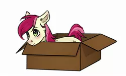 Size: 2496x1504 | Tagged: artist needed, safe, derpibooru import, roseluck, earth pony, pony, behaving like a cat, blushing, box, cheek fluff, collar, cute, digital art, ear fluff, female, fluffy, lying, lying down, mare, pony in a box, pony pet, rosepet, simple background, solo, white background