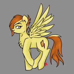 Size: 2830x2830 | Tagged: safe, artist:vinviasshine, derpibooru import, spitfire, pony, alternate hairstyle, alternative colors, chest fluff, female, fluffy, gray background, looking back, signature, simple background, solo, wings