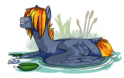 Size: 2000x1260 | Tagged: safe, artist:deltalix, derpibooru import, oc, oc:turaco tinder, unofficial characters only, duck pony, pegasus, pony, behaving like a bird, hair over eyes, lilypad, pond, solo, tail feathers, wet, wet mane