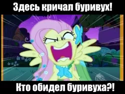 Size: 600x450 | Tagged: safe, artist:dragonfly, derpibooru import, edit, edited screencap, screencap, fluttershy, pegasus, pony, the best night ever, crossover, cyrillic, female, flutterrage, gritted teeth, hub logo, image macro, looking at you, luukfy penz, mare, max frei, meme, open mouth, panting, pony pokey, rage, russian, solo, spread wings, wings, you're going to love me