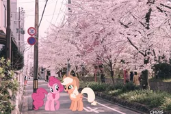 Size: 1280x853 | Tagged: applejack, applepie, artist:lisaloudleijon, artist:lisaloudleijon/chris niimi, cherry blossoms, cute, derpibooru import, editor:lisaloudleijon, female, flower, flower blossom, japan, lesbian, pinkie pie, real life background, safe, shipping, tokyo