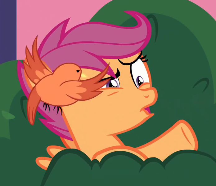 Size: 825x711 | Tagged: safe, derpibooru import, screencap, constance, scootaloo, bird, pony, marks for effort, angry, cropped, cute, duo, faic, female, filly, flight, pain, wings