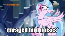 Size: 960x528 | Tagged: angry, classical hippogriff, cute, derpibooru import, descriptive noise, diastreamies, edit, edited screencap, faic, female, hippogriff, image macro, logo, meme, nickelodeon, nick jr., rage, safe, screencap, silverrage, silverstream, solo, what lies beneath