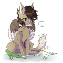 Size: 3000x3000 | Tagged: safe, artist:allisonbacker, artist:sudnouwu, derpibooru import, oc, oc:xor, unofficial characters only, bird, cockatiel, parrot, sphinx, brown eyes, cat tail, chest fluff, collaboration, ear piercing, earring, floppy ears, fluffy, jewelry, male, paws, piercing, question mark, simple background, solo, sphinx oc, transparent background, wings, ych result