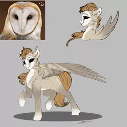 Size: 3000x3000 | Tagged: safe, artist:skitsniga, derpibooru import, ponified, owl, owl pony, pegasus, pony, black sclera, ear fluff, gray background, signature, simple background, solo, wings