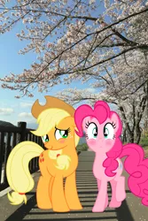 Size: 640x960 | Tagged: artist needed, safe, derpibooru import, editor:lisaloudleijon, applejack, pinkie pie, pony, applepie, blushes, blushing, cherry blossoms, cute, date, female, flower, flower blossom, irl, japan, lesbian, photo, ponies in real life, shipping, tokyo