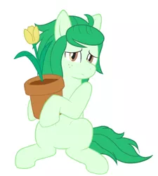 Size: 500x556 | Tagged: safe, artist:scraggleman, derpibooru import, wallflower blush, ponified, earth pony, pony, equestria girls, equestria girls series, forgotten friendship, cute, equestria girls ponified, female, flower, flowerbetes, mare, potted plant, simple background, sitting, smiling, solo, tulip, wallflower and plants