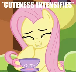 Size: 947x903 | Tagged: safe, derpibooru import, edit, edited screencap, screencap, fluttershy, pegasus, pony, make new friends but keep discord, caption, chair, coaster, cropped, cup, cute, eyes closed, female, giggling, image macro, laughing, mare, meme, shyabetes, solo, teacup, text, x intensifies