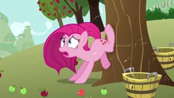 Size: 1280x720 | Tagged: safe, derpibooru import, screencap, pinkie pie, earth pony, pony, magical mystery cure, apple, apple tree, applebucking, broken leg, bucket, female, food, mare, open mouth, pinkamena diane pie, solo, swapped cutie marks, tree, underhoof, what my cutie mark is telling me