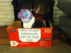 Size: 459x344 | Tagged: artist:hippykat13, box, cat, derpibooru import, fireplace, oc, oc:kitty sweet, safe, solo, unofficial characters only, vulgar