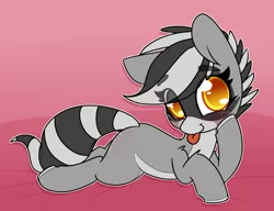 Size: 1280x985 | Tagged: safe, artist:lockheart, derpibooru import, oc, oc:bandy cyoot, unofficial characters only, hybrid, pony, raccoon, raccoon pony, blushing, colored hooves, cute, eye clipping through hair, eyebrows visible through hair, female, leg fluff, looking at you, ocbetes, pale belly, prone, solo, striped tail, tongue out