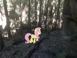 Size: 1024x765 | Tagged: safe, artist:didgereethebrony, derpibooru import, fluttershy, pony, australia, forest, irl, mlp in australia, photo, ponies in real life, solo, tree, valley