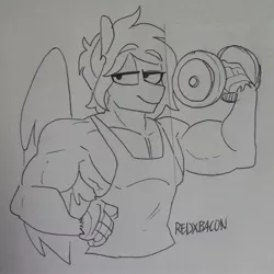 Size: 1836x1836 | Tagged: anthro, artist:redxbacon, clothes, derpibooru import, hippogriff, muscles, oc, oc:delta dart, safe, smug, solo, talons, traditional art, unofficial characters only, weight lifting, weights, wings