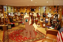 Size: 1024x685 | Tagged: safe, artist:cozmo312bb, derpibooru import, meadow song, earth pony, pony, electric guitar, fender stratocaster, fender telecaster, guitar, guitar amp, irl, male, musical instrument, photo, ponies in real life, solo