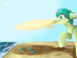 Size: 3200x2400 | Tagged: safe, artist:spindlespice, derpibooru import, sandbar, earth pony, pony, baby turtle, beach, cheek fluff, chest fluff, cute, ear fluff, mouth hold, sandabetes, solo, surfboard